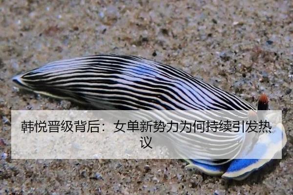 韩悦晋级背后：女单新势力为何持续引发热议